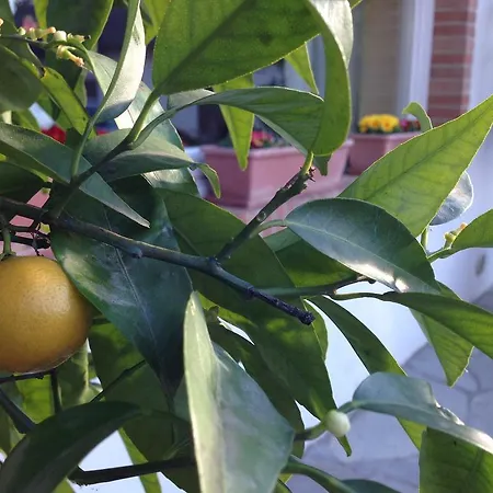 Al Balcone Fiorito Отель типа 